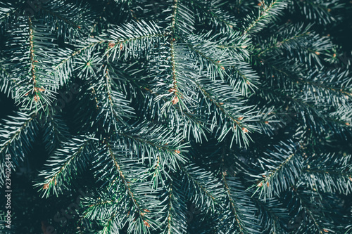 Christmas fir tree background with copy space. Fir tree branches texture.