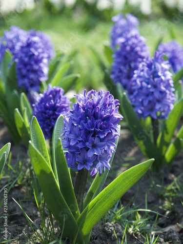 purple flower in garden