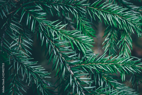 Fototapeta Naklejka Na Ścianę i Meble -  Christmas fir tree background with copy space. Fir tree branches texture.