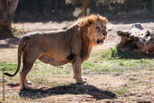 old lion photo