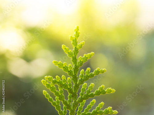 Chimese Arborvitae, Green leaf of Chimese Arborvitae, Orientali Arborvitae and blurred background, Green leaf with blurred background and bokeh background. photo