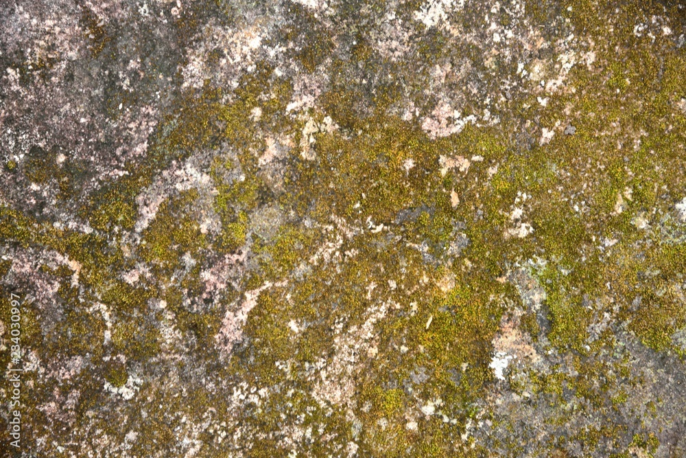 Green moss texture and background on stone Green moss texture and background on stone