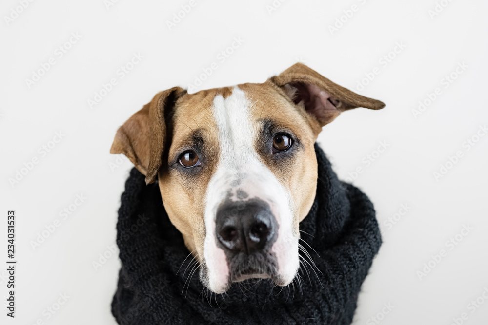 Cute dog in warm clothes concept. Close-up image of  staffordshire terrier puppy in black scarf in studio background