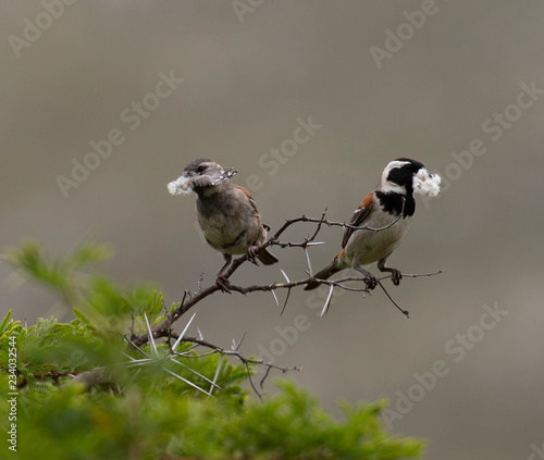 Pair of Cape sparrows (Passer melanurus), or mossie, sitting on shrubb branch with wild camphor seedheads in beaks. South Africa