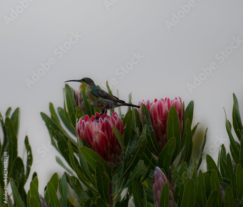 Non breeding malachite sunbird (Nectarinia famosa) looking left, sitting on pink protea flower. South Africa photo