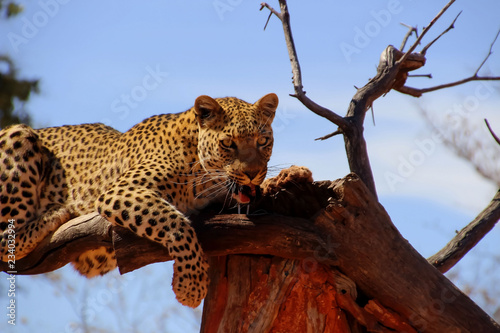 Wilder Leopard in der Savanne Afrika photo