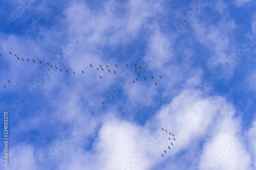 Flying birds in blue sky
