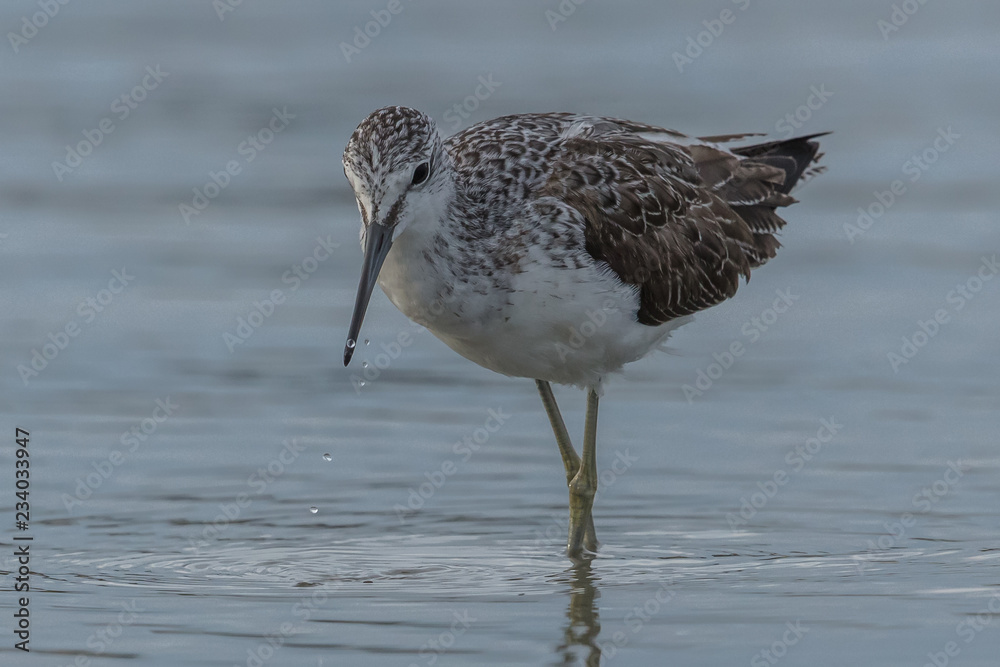 wattvögel wattvögel
