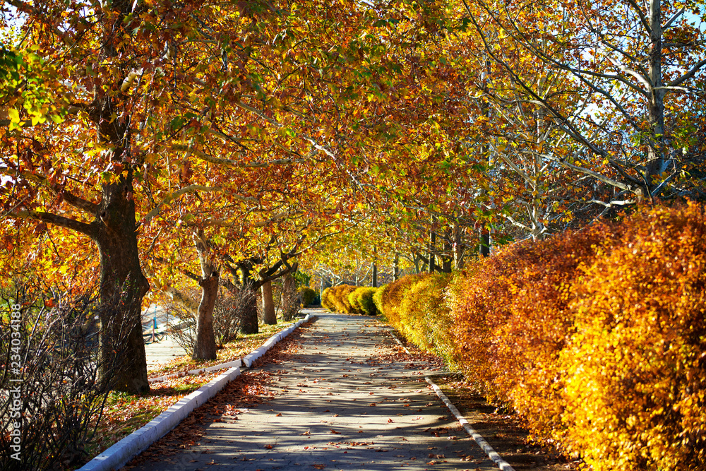 beautiful trees in the city street, autumn season