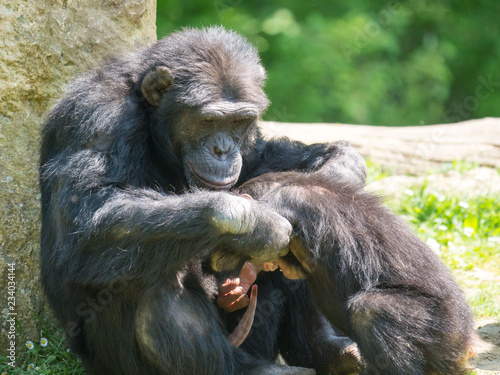 Chimpanzés