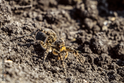 Garden tarantula on a ground. Wildlife nature. © nskyr2