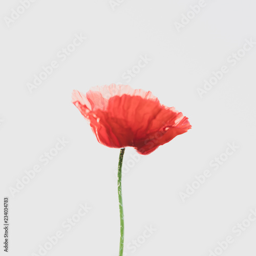 poppy red single