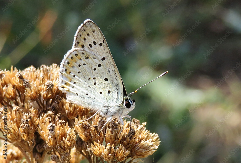 Obraz premium Polyommatus butterfly on faded yarrow flowers in autumn garden, closeup