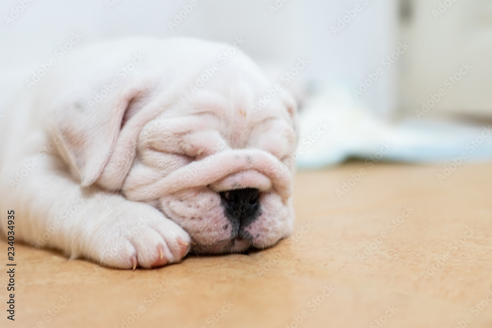 English bulldog lying on color background. Close-up photo.white puppy sleeping . English bulldog lying on color background. Close-up photo.white puppy sleeping .
