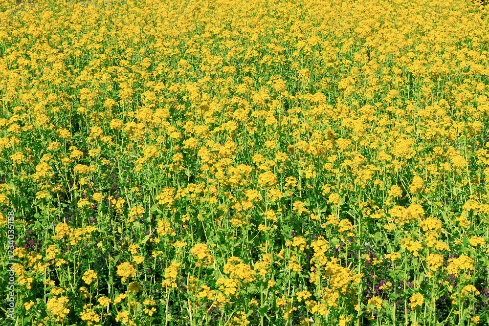Spring landscape with canola flower spreading Spring landscape with canola flower spreading