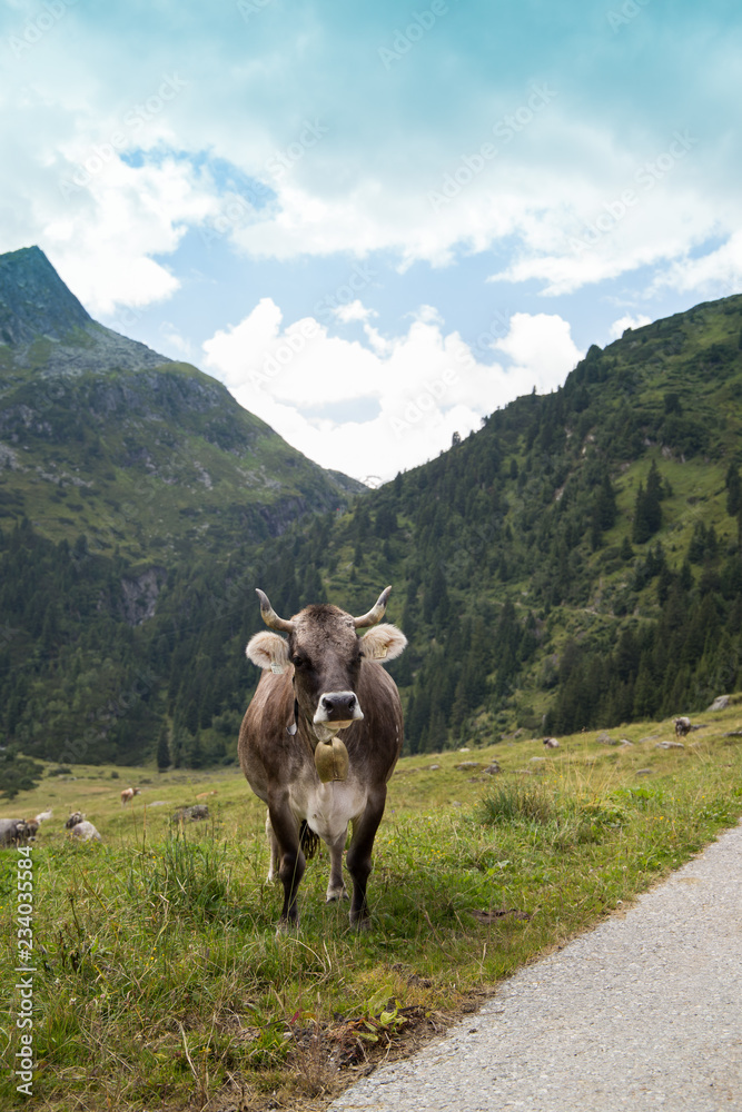 Kuh, Berge, Glocke Kuh, Berge, Glocke