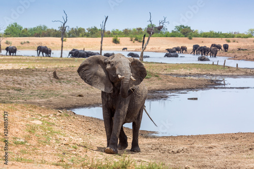 African bush elephant in Kruger National park, South Africa