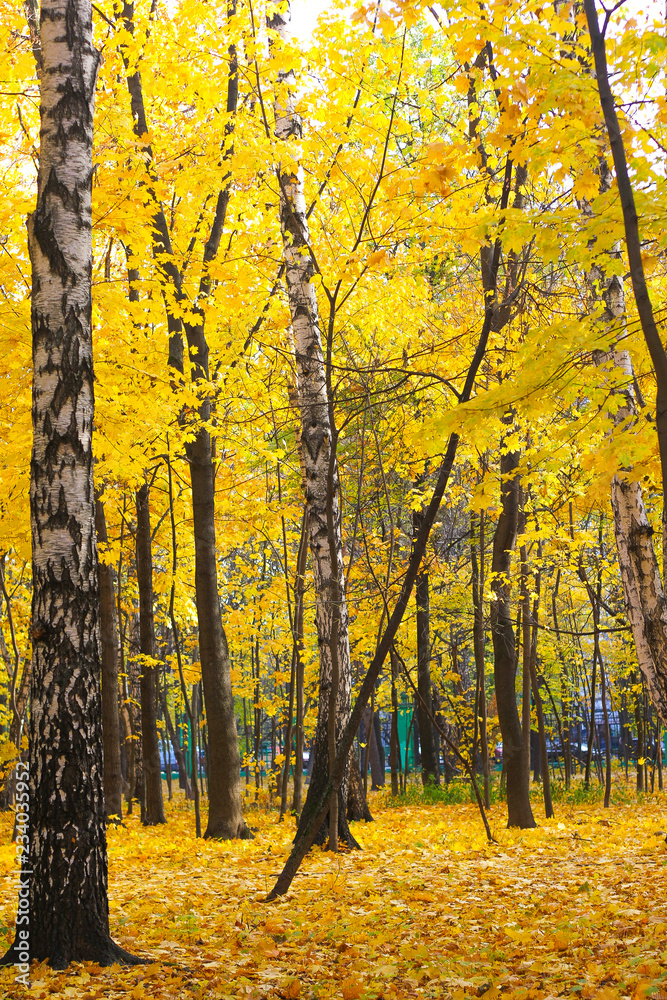 Fototapeta premium Colorful leaves in the autumn in the park