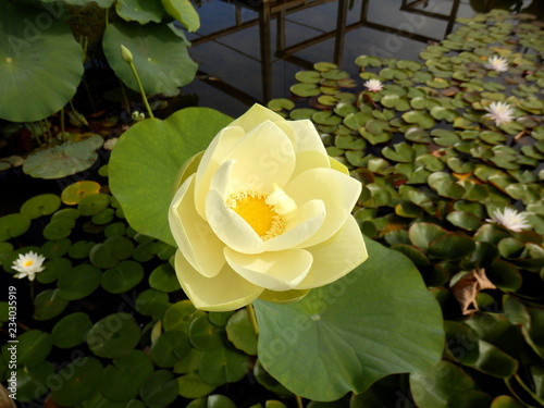 Fototapeta Naklejka Na Ścianę i Meble -  Close up of a Water Lily - variety Nymphaea Gallatée