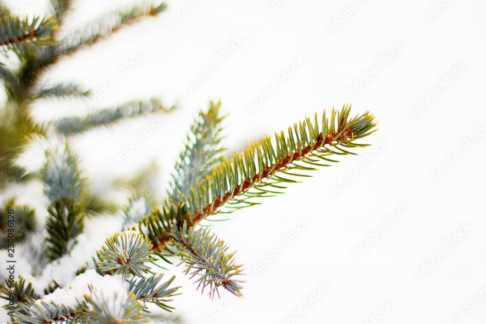 Branch of spruce tree with white snow. Winter spruce tree in the frost.Layer of snow on branches of spruce with hoar-frost.Fir-tree branches of conifer tree in snow for New Year close-up.