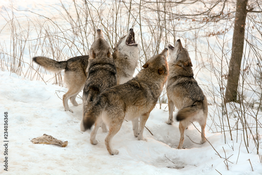 Fototapeta premium Wolfsgeheul