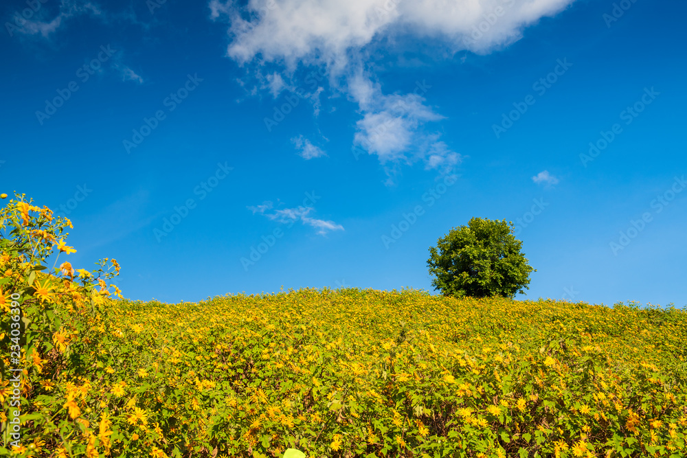 Yellow flowers on the hill