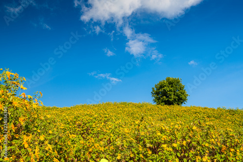 Yellow flowers on the hill