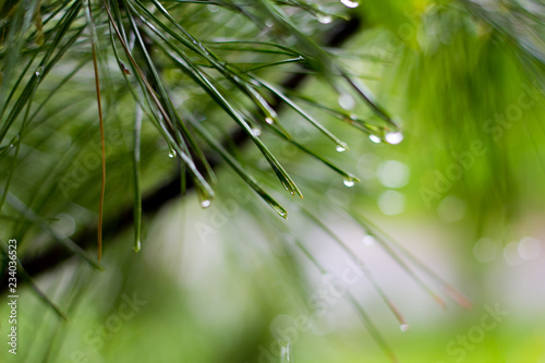 Pine tree with a macro dew on it