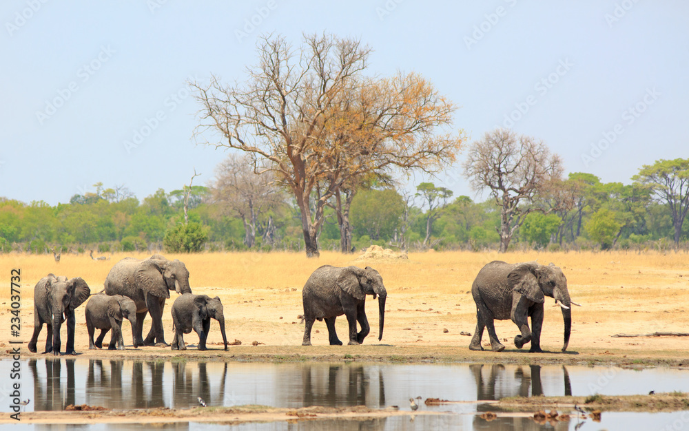 Obraz premium Family herd of elephants walking past a waterhole with a nie reflection in the water against a pale blue sky and bush background. Hwange Natioanl Park, Zimbabwe
