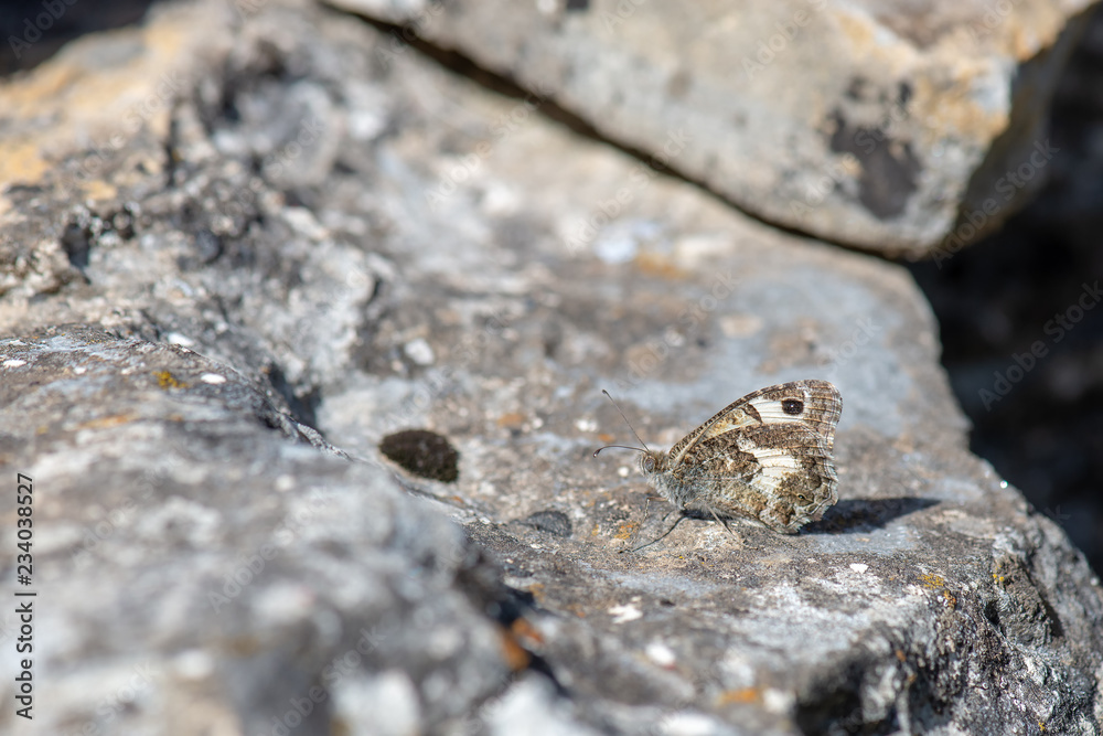 Satyridae / Cadı / / Chazara briseis Satyridae / Cadı / / Chazara briseis