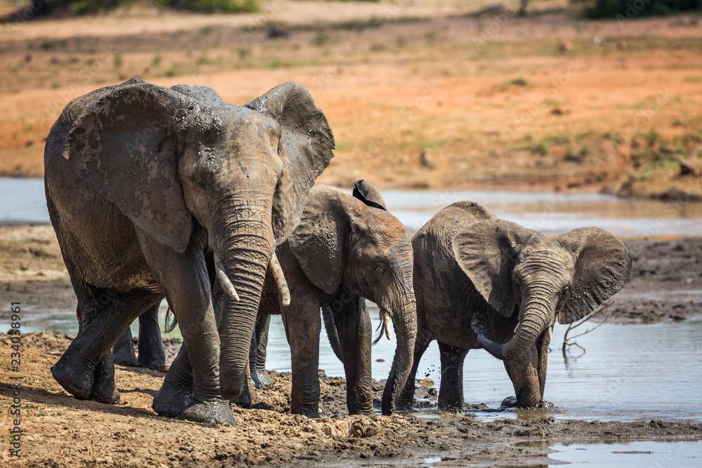 Fototapeta premium African bush elephant in Kruger National park, South Africa