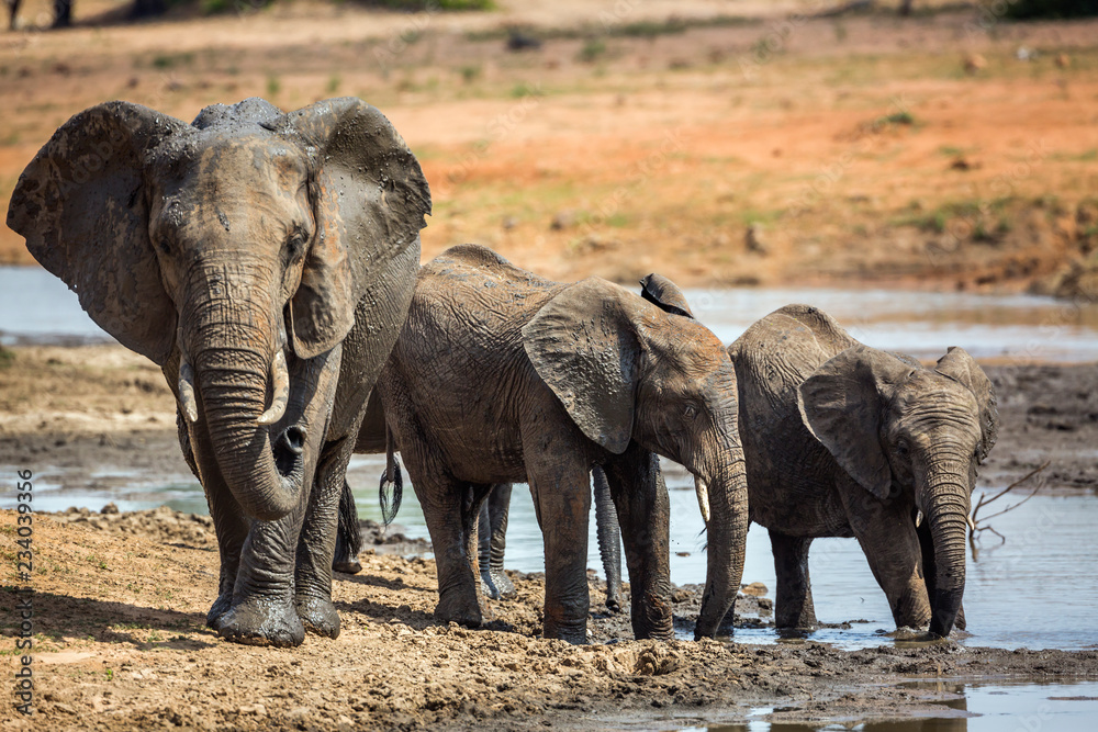 Fototapeta premium African bush elephant in Kruger National park, South Africa
