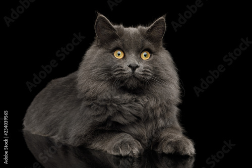 Furry Gray Cat Lying on Isolated black background with reflection © seregraff