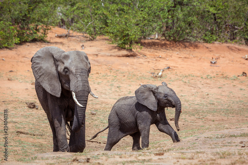 African bush elephant in Kruger National park  South Africa