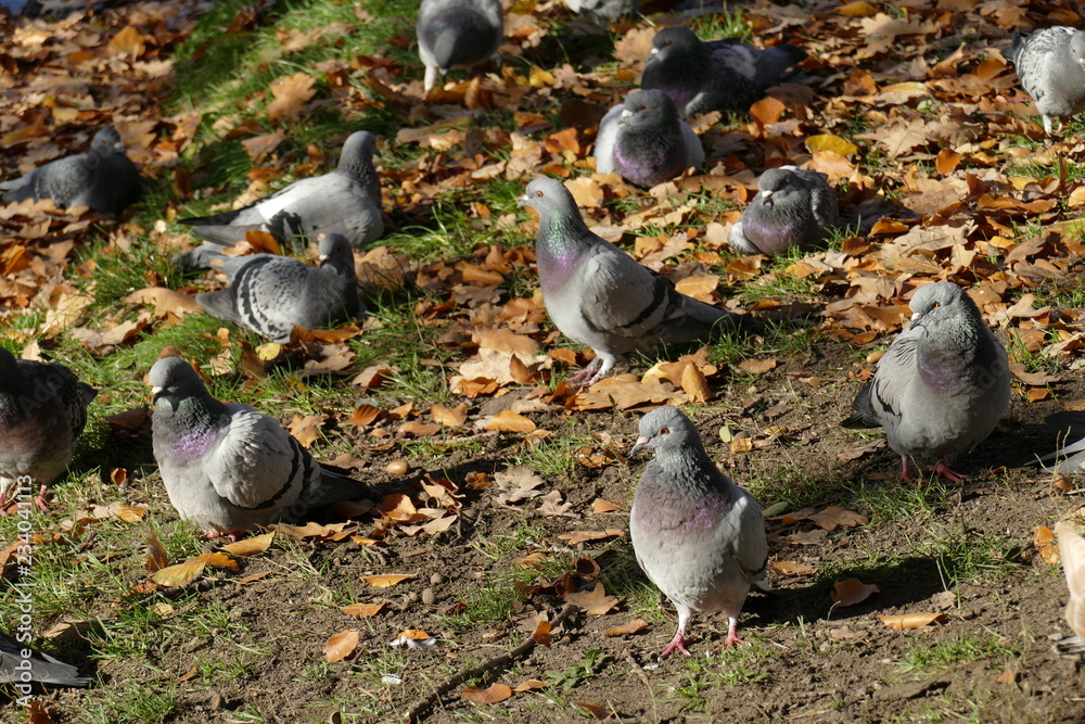 Fototapeta premium Tauben auf einer Wiese