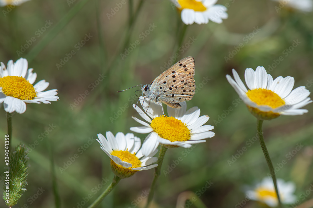 Lycaenidae / Alev Ateşi / Turkish Fiery Copper / Lycaena kefersteinii Lycaenidae / Alev Ateşi / Turkish Fiery Copper / Lycaena kefersteinii