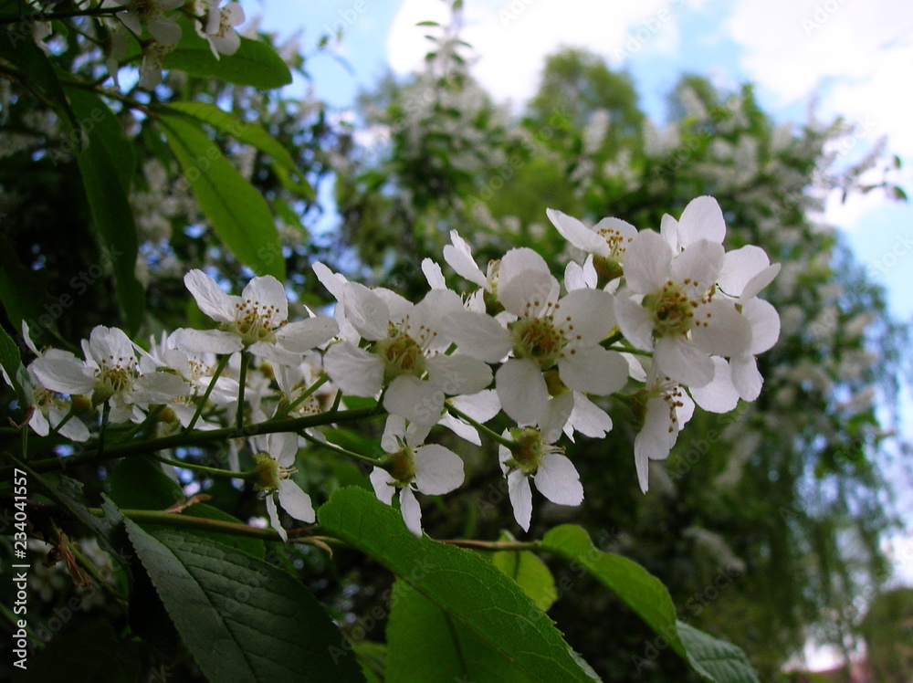 Naklejka premium blooming apple tree