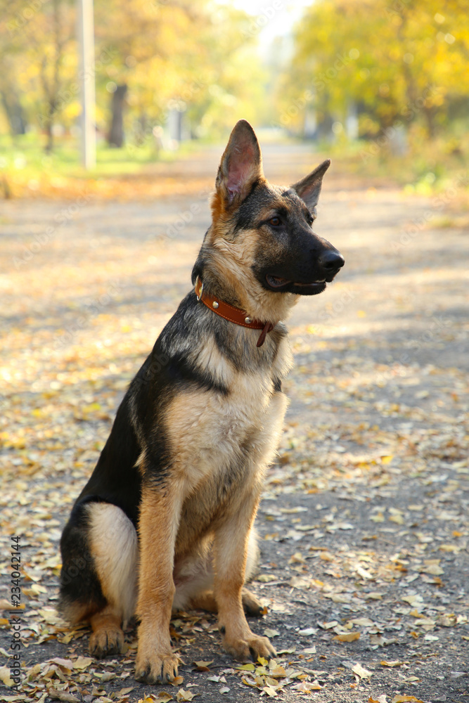 German Shepherd on the track in the autumn park. German Shepherd on the track in the autumn park.
