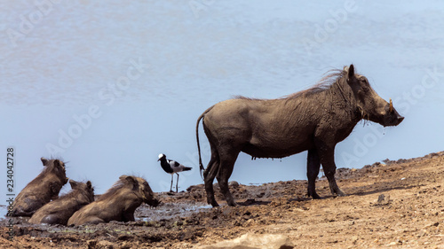 Common warthog mother and three cub mud bathing in Kruger National park, South Africa ; Specie Phacochoerus africanus family of Suidae photo
