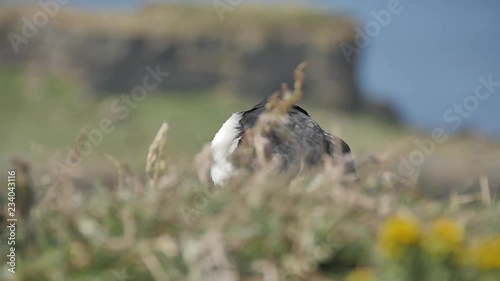 Stock video  Puffins on Longa Island - Scotland - Close shot in slow motion