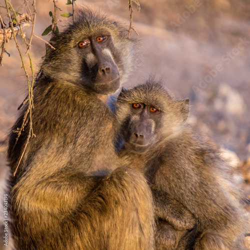 Mother and baby baboon in early morning light