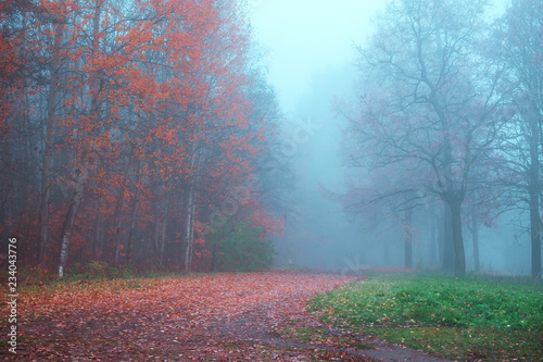 Mystical autumn landscape with fog in the Park. 