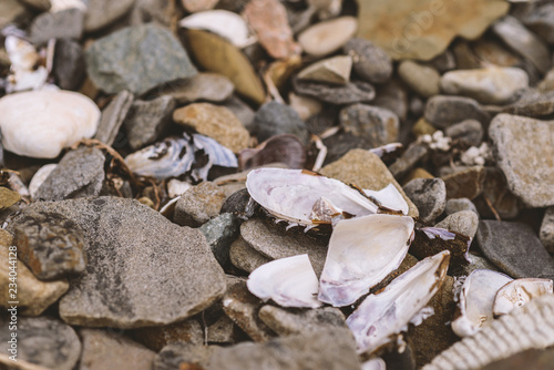 Shells and stones on the beach.