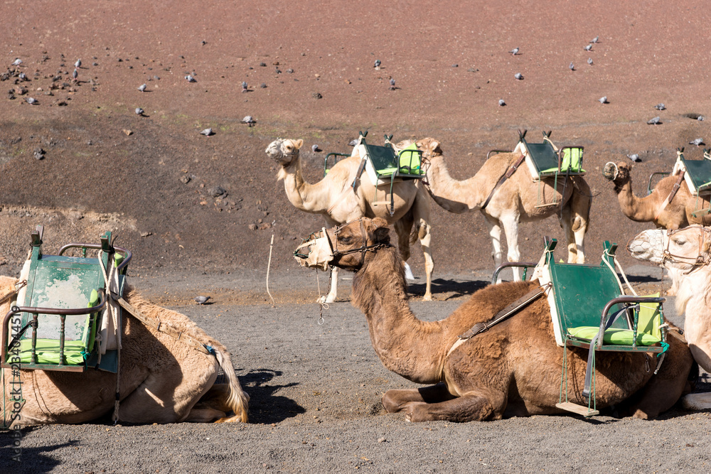 Fototapeta premium Camels at Timanfaya national park in Lanzarote wait for tourists. Canary Islands. Spain