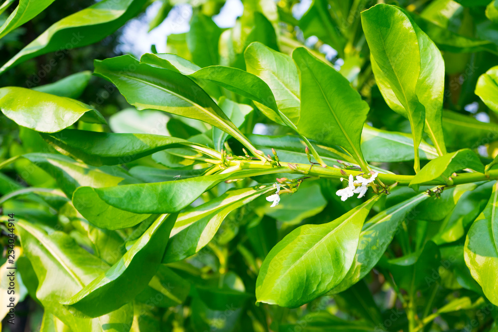 Beach cabbage plant or Scaevola taccada growing in the wild. It also