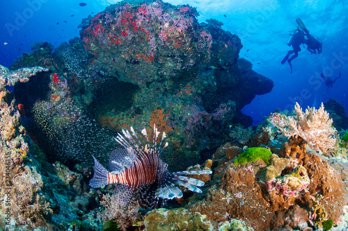 Lionfish on a tropical coral reef on the Similan Islands, Thailand