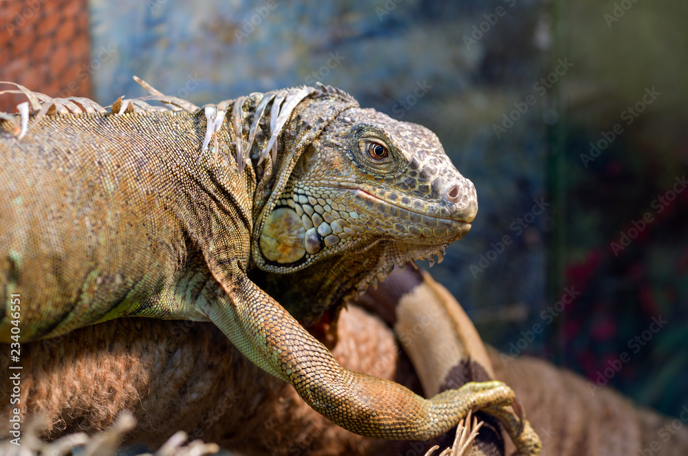 Fototapeta premium Large ordinary green iguana sitting on a branch in a terrarium