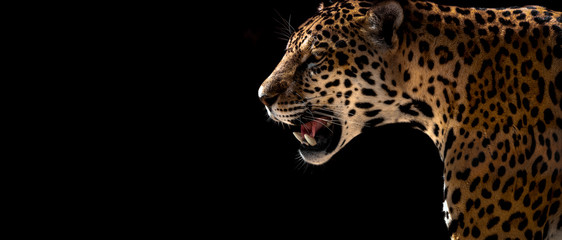Ingelijste posters Voor haar Cheetah luipaard jaguar wilde dieren  © tankist276