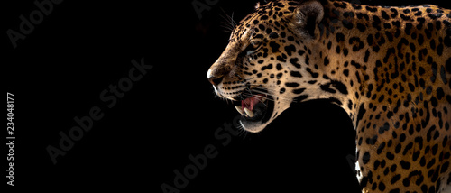 Tableau sur toile cheetah, leopard, jaguar