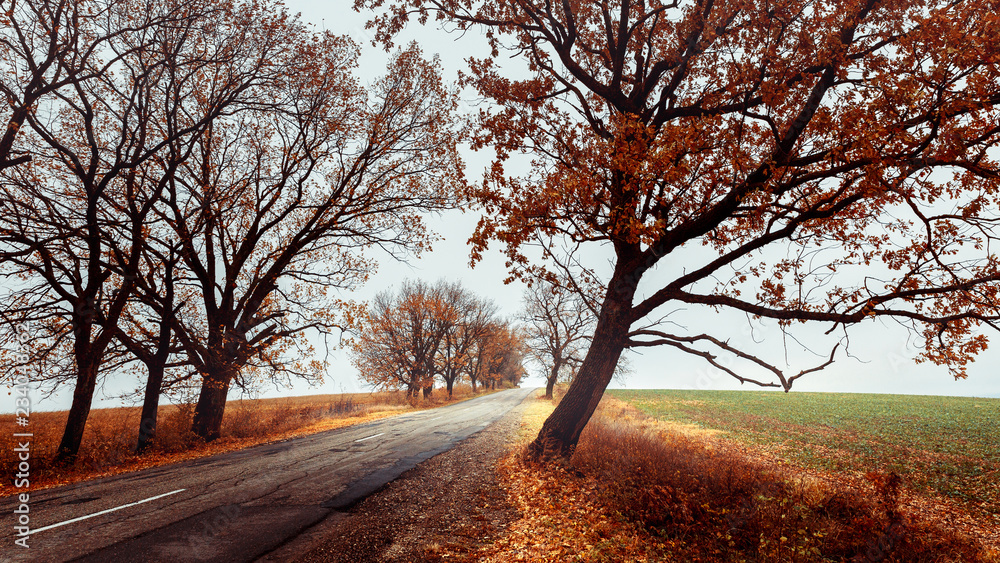 Portrait of autumn. Lonely road on the background of fallen leaves and green fields. Concept of road trip. Autumn landscape without people